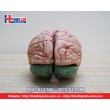 Mô hình giải phẫu não người